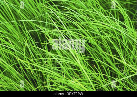 Essen, strukturierter Hintergrund von frischem saftigem Gras mit langen Blättern auf einer Wiese im Sommer Stockfoto