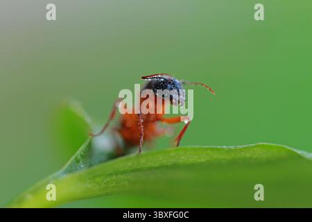 Makrofotos mit detaillierten Ansichten von Insekten auf verschiedenen Pflanzen Stockfoto