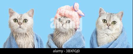 Ein breites Banner von drei lustigen feuchten, weißen britischen Katzen: Nach dem Baden, in ein blaues Handtuch gewickelt, in eine rosa Kappe auf dem Kopf und eine trockene Katze in einem blauen Handtuch, Stockfoto