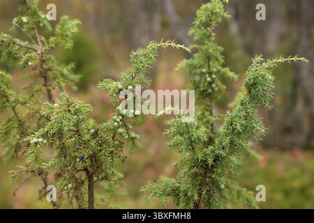 Grünen Wacholderbüschen mit Beeren im Norden Finnland Wald Stockfoto