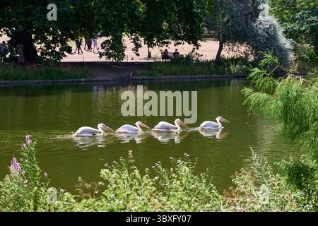 Große weiße Pelicans schwimmen im St James Park Lake in der Nähe des Buckingham Palace Stockfoto