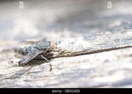 Das Makrofoto einer schwarzen Hausfliege auf einer hellen hölzernen Oberfläche mit einer kleinen Schärfentiefe Stockfoto