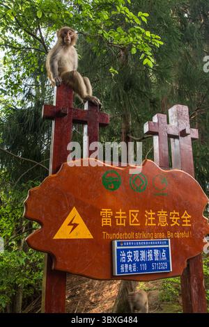 19. Mai 2014, Zhanjiajie, Provinz Hunan, China: Ein wilder Rhesus-Makak, Macaca mulatta, im Zhangiajie National Forest Park in Hunan, China. (Kreditbild: © Jon G. Fuller/VW Pics via ZUMA Press Wire) Stockfoto
