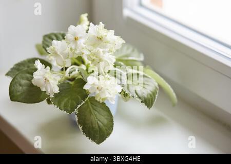 Wunderschöne Saintpaulia, afrikanisches oder sambisches Violett. Weiße Blumen im Innenbereich Sorte Beryllium Frost, mit grünen Rand an den Rändern der welligen Blütenblätter. Florictur Stockfoto