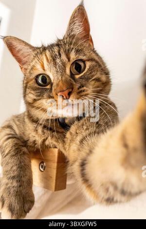 Eine Katze liegt bequem auf einer Holzkiste und blickt mit neugierigem Ausdruck direkt in die Kamera Stockfoto