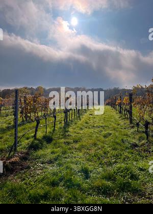 Rebreihen in einem Weinberg. Weinerzeugung oder landwirtschaftliches Konzept. Stockfoto
