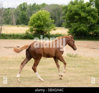 Fohlen Hengst oder Jungpferd beim Galopp oder beim Laufen in einem Weideleister oder Feldkastanie mit weißem Glanz im Gesicht und weißen Socken an den Beinen Stockfoto