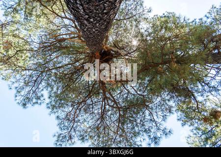Die helle Sonne scheint wunderschön durch die Äste eines Baumes Stockfoto