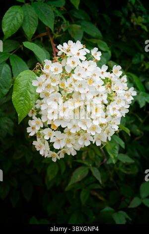 Eine Gruppe weißer Kletterrosen, fotografiert auf dunkelgrünem Laub Stockfoto