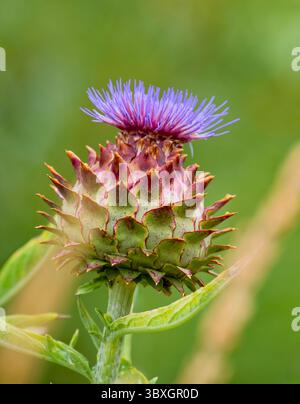 Ein blühendes Kardoon, auch bekannt als Artischockenthistle (Cynara cardunculus). Es ist ein Verwandter der Artischocke und der Stiel und die Blätter sind essbar Stockfoto