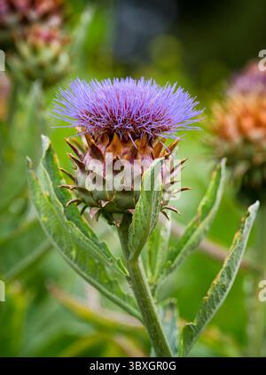 Ein blühendes Kardoon, auch bekannt als Artischockenthistle (Cynara cardunculus). Es ist ein Verwandter der Artischocke und der Stiel und die Blätter sind essbar Stockfoto
