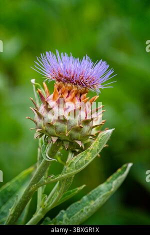 Ein blühendes Kardoon, auch bekannt als Artischockenthistle (Cynara cardunculus). Es ist ein Verwandter der Artischocke und der Stiel und die Blätter sind essbar Stockfoto