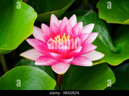 Eine rosafarbene Wasserlilienblume (Nymphaeaceae), blüht inmitten zahlreicher üppiger, grüner Lilienpads Stockfoto