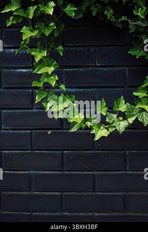 Grüner Efeu wächst an einer Ziegelmauer. Der Efeu wächst spiralförmig und bedeckt die Wand. Vertikaler Hintergrund. Hintergrundbilder Telefon. Stockfoto