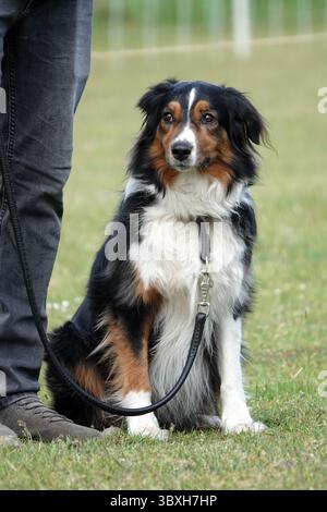 Ein australischer Schäferhund mit schwarzem, weißem und braunem Fell sitzt auf einer grasbewachsenen Fläche. Der Hund ist an der Leine. Die aufmerksamen Augen und die ruhige Haltung des Hundes zeigen sich Stockfoto