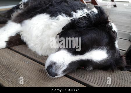 Seniorenhund mit flauschigem schwarz-weißem Fell liegt entspannt auf einem Holzboden. Es ist ein heißer Sommertag. Der Hund liegt auf einer Außenterrasse. Seine Rasse ist Au Stockfoto
