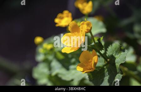 Caltha palustris - Sumpfpflanze mit gelben Blüten, Nahaufnahme Stockfoto