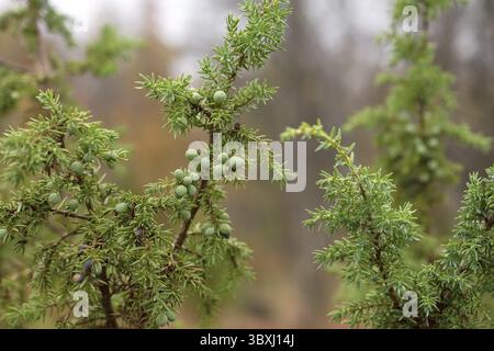 Grünen Wacholderbüschen mit Beeren im Norden Finnland Wald Stockfoto