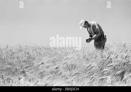 Juli 1959, Nebraska, USA: Landwirt steht während der Ernte auf Weizenfeld. USA, Warren K. Leffler, US News & World Report Magazine Collection. (Kreditbild: © JT Vintage via ZUMA Press Wire) Stockfoto