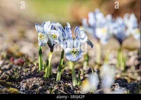 Die retikulierte Iris in Blüte Stockfoto