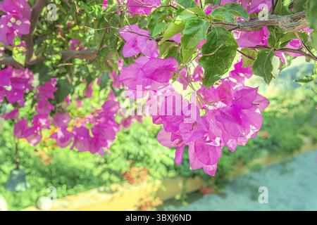 Schöne lila wilden exotischen Blumen Bougainvillea auf dem hellgrünen Hintergrund Stockfoto
