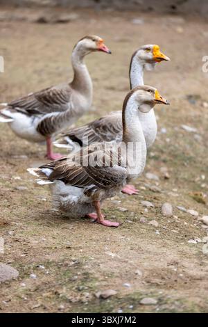 Eine Gruppe großer Graugänse am Boden in der Nähe des Ufers, drei Erwachsene Schwäne mit grauen und weißen Federn am Ufer eines kleinen Sees Stockfoto