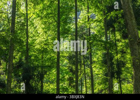 20. Mai 2013, Zhanjiajie, Provinz Hunan, China: Immergrüner Wald im Zhangjiajie National Forest Park, Hunan, China. Ein UNESCO-Weltkulturerbe. (Kreditbild: © Jon G. Fuller/VW Pics via ZUMA Press Wire) Stockfoto