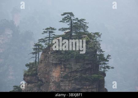 19. Mai 2014, Zhanjiajie, Provinz Hunan, China: Bäume wachsen auf den Quarzitsandsteinsäulen des Steinwaldes des Zhangjiajie National Forest Park, China. (Kreditbild: © Jon G. Fuller/VW Pics via ZUMA Press Wire) Stockfoto