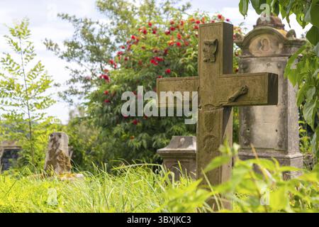Grabsteine auf einem alten verlassenen Friedhof, der mit Gras bewachsen ist Stockfoto