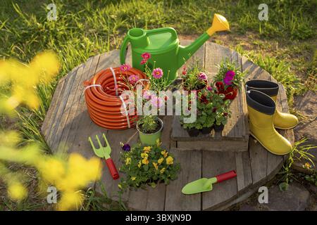 Gartenwerkzeuge: Grüne Gießkanne, neuer Bewässerungsschlauch, Blumenkeimlinge, gelbe Gummistiefel, auf Holzdielen in einem Frühlingsgarten bei Sonnenuntergang. Vorbereitung Stockfoto