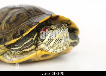 Pond Terrapin Nahaufnahme, versteckt sich in der Schale Stockfoto