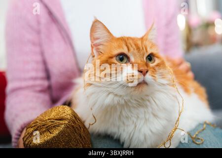 Ingwerkatze verwickelt in goldenem Garn auf dem Schoß des Besitzers Stockfoto