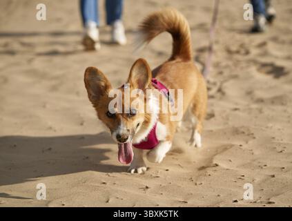 Zugeschnittenes Bild von Menschen, die mit Hund am Strand spazieren. Füße von Frau und Mann, die draußen mit Corgi-Welpen auf Sandstraße gehen. Konzentrieren Sie sich auf das Haustier, die menschlichen Beine auf der Ba Stockfoto