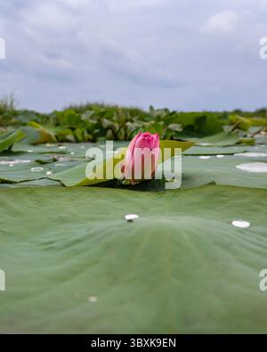 Rosafarbene Lotusknospen, die aus einer üppigen Weite breiter grüner Lotusblätter hervorgehen. Die Blüte ist noch nicht erblüht und ist im Bild zentriert, was einen auffälligen Eindruck erzeugt Stockfoto