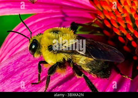 Braune Hummel mit Gürtel auf der Coneflower Stockfoto