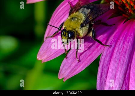 Braune Hummel mit Gürtel auf der Coneflower Stockfoto