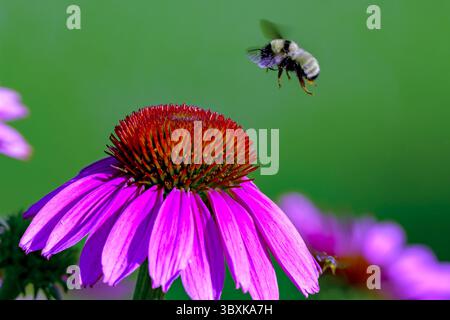 Goldene Hummel landet auf Purple Coneflower Stockfoto