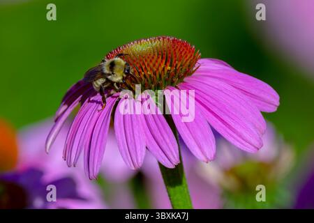 Goldene Hummel auf Purple Coneflower Stockfoto