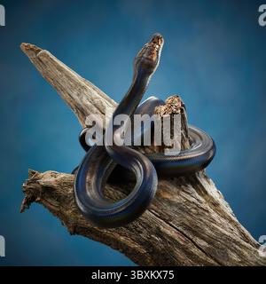 Netzpython (Python reticulatus) auf blauem Hintergrund auf einem Holzzweig. regenbogenschlange schimmert in verschiedenen Farben Stockfoto