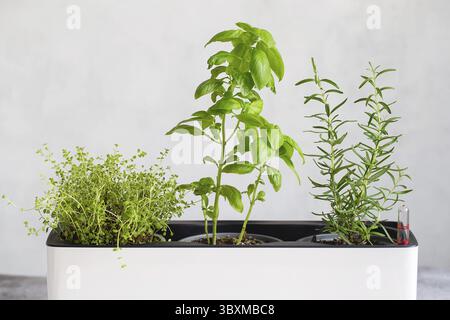 Küchenkrautpflanzen. Gemischte grüne frische aromatische Kräuter - Thymian, Basilikum, Rosmarin in Töpfen. Aromatische Gewürze, die zu Hause angebaut werden Stockfoto