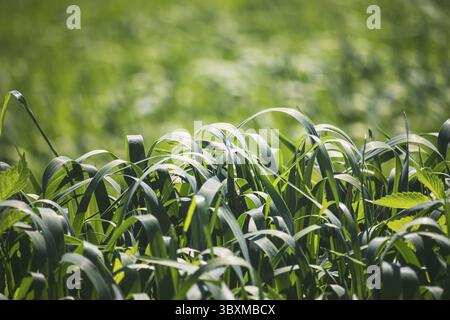 Wiese mit langem gebogenem grünem Gras – Nahaufnahme Stockfoto