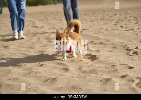 Zugeschnittenes Bild von Menschen, die mit Hund am Strand spazieren. Füße von Frau und Mann, die draußen mit Corgi-Welpen auf Sandstraße gehen. Konzentrieren Sie sich auf das Haustier, die menschlichen Beine auf der Ba Stockfoto