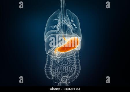 Röntgenanteriore oder Vorderansicht des menschlichen Magens 3D-Darstellungsillustration auf blauem Hintergrund. Anatomie, Verdauungsorgane, Medizin, Biologie, Scie Stockfoto