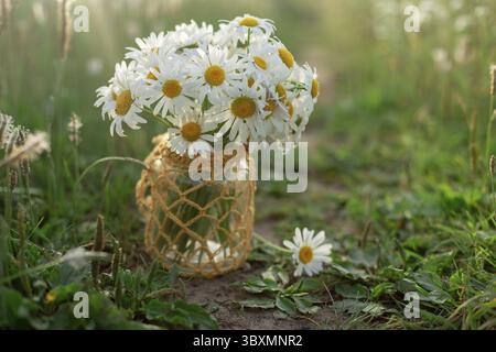 Chamomiles in einem Glas stehen inmitten des Grases im Hintergrund der Natur Stockfoto