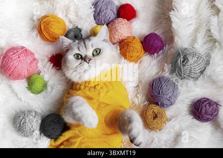 Eine süße weiße Katze liegt in einem gelben Strickpullover auf einer weißen flauschigen Decke mit bunten Garnkugeln. Draufsicht. Nahaufnahme. Kopierbereich Stockfoto