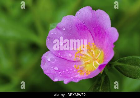 Nahaufnahme der rosa Portulaca-Blume, aufgenommen nach regnerischem Tag Stockfoto