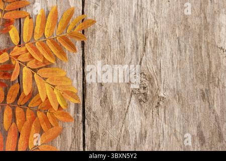 Grünen Wacholderbüschen mit Beeren im Norden Finnland Wald Stockfoto