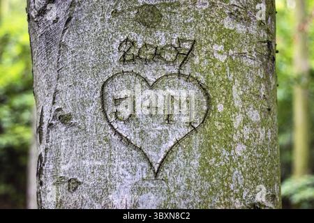 Herz mit Monogrammen, die in die Rinde eines Baumstamms gehauen sind Stockfoto