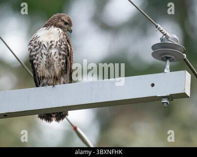 19. November 2021, Elkton, Oregon, USA: Ein junger rotschultriger Falke jagt von seinem Barsch aus auf dem Querträger eines Versorgungsmasts entlang einer Landstraße in der Nähe von Elkton im Südwesten Oregons. Rotschultrige Falken suchen normalerweise nach Beute, wenn sie auf einem Baumwipfel sitzen oder über Wälder fliegen. Kleine Säugetiere sind typischerweise die häufigste Beute, vor allem Nagetiere. (Bild: © Robin Loznak/ZUMA Press Wire) Stockfoto