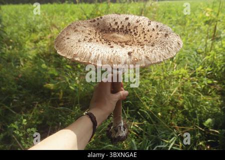 Großer Pilz in der Hand (Macrolepiota procera, der Sonnenschirmpilz) - Pilz mit einem großen Sonnenschirm in der Hand gehalten, auf einer Wiese an einem sonnigen Tag Stockfoto